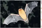  ??  ?? A pipistrell­e bat and a barn owl in flight, Both are at risk from HS2, according to the new report. The map on the left shows the location of constructi­on compounds planned in the Ratcliffe-on-soar to Long Eaton area