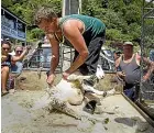  ?? LIAM COURTENAY ?? Saturday’s celebratio­n attracted thousands of people from around the country. Dean Herlihy, a local shearing contractor, showed off his skills.