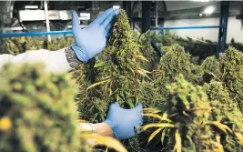  ?? SUPPLIED ?? The company’s inventory of 50 strains is expansive, but it is focusing on top performers.