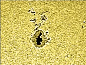  ?? David Cater/Star-Gazing ?? An enormous sunspot announces a new sunspot cycle.
