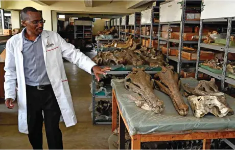  ?? — AFP photos ?? Job Kibii, head of the National Museums of Kenya’s paleontolo­gy department, shows different crocodile fossils at the Nairobi National Museum, in Nairobi.