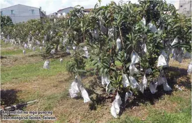  ??  ?? Ang maliliit na mga puno ng Ivan mango sa Tainan, Taiwan.