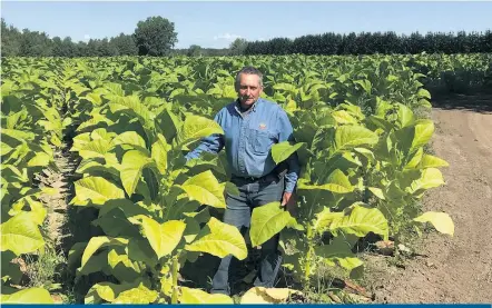  ?? ?? Robin Janson a tenté l’expérience des petits fruits pendant 10 ans, mais il a finalement choisi de retourner à la production de tabac.