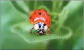  ?? DEAN FOSDICK VIA ASSOCIATED PRESS ?? This undated photo shows an adult ladybug taken on a property near New Market, Va.