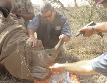  ?? — Photos by Amiee White Beazley and Christian Sperka ?? Guests at Thanda Safari watch the conservati­on staff dehorning a rhino, which entails removing the object revered by poachers, in an effort to save the animal’s life.