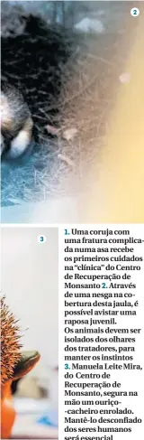  ??  ?? 1. Uma coruja com uma fratura complicada numa asa recebe os primeiros cuidados na “clínica” do Centro de Recuperaçã­o de Monsanto 2. Através de uma nesga na cobertura desta jaula, é possível avistar uma raposa juvenil. Os animais devem ser isolados dos...