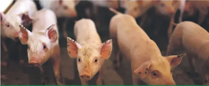  ??  ?? Três anos após o fim da vacinação de aftosa, o Paraná será o maior produtor de carne suína do Brasil, projeta especialis­ta