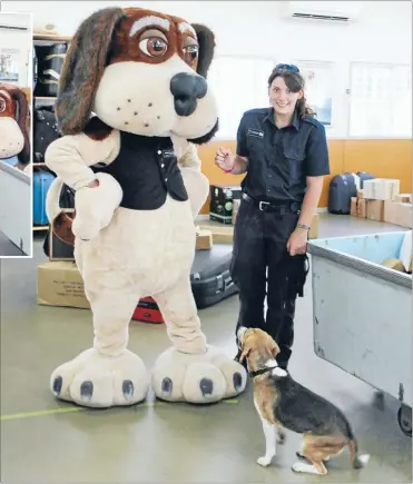  ??  ?? Helping hand: Nine-month-old beagle Darcie is a bit confused as Wendy Thorton introduces him to Max the bio-security beagle – aka Brett Hickman.