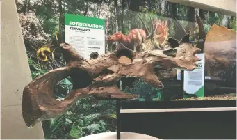  ?? JORDAN MALLON/CANADIAN MUSEUM OF NATURE ?? A coronasaur­us skull is displayed at the Philip J. Currie Museum in Grande Prairie, Alta. It lived in the area we now know as Alberta, about 72 million years ago.