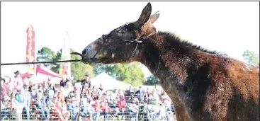  ?? ?? A recalcitra­nt mule resists his handler’s pleas to cross the curtain during the Pea Ridge Mule Jump.