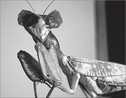  ?? [NEWCASTLE UNIVERSITY] ?? A praying mantis is outfitted with tiny homemade 3-D glasses during an experiment to determine whether the insects see in three dimensions. The conclusion: absolutely.