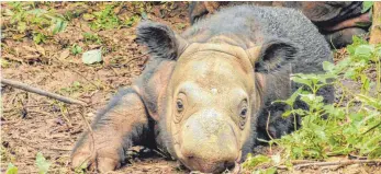  ?? FOTO: INTERNATIO­NAL RHINO FOUNDATION ?? Der Nachwuchs ist bei den Sumatra-Nashörnern extrem kostbar, weil von dieser Art nur noch weniger als 80 Tiere existieren.