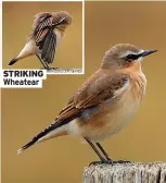  ?? ?? STRIKING Wheatear