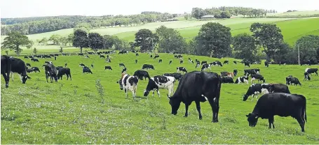  ??  ?? Rotational grazing of cows at Lundie is part of their New Zealand-style milk from grass system.