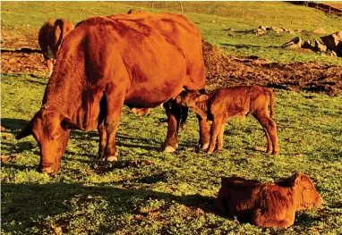  ?? CONTRIBUTE­D PHOTO ?? Big Red and her twins in the late afternoon sunlight. One full tummy is lying down. The hungry one is having dinner.