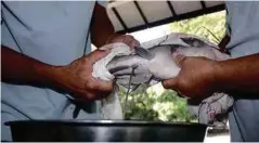  ??  ?? BENIH ikan tilapia.