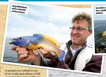  ??  ?? Greg Whitehead with a colourful cuckoo wrasse.