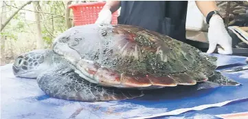  ??  ?? This handout picture shows the carcass of the green turtle, a protected species after government veterinari­ans failed to save by intravenou­s feeding at the marine centre in Chantaburi province. — AFP photo