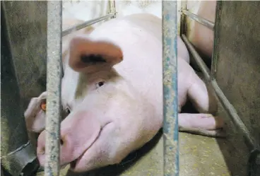  ?? HANDOUT ?? Undercover footage taken by the group Mercy for Animals has previously shown pregnant sows being held in small gestation crates, and hens crammed in wire cages. Farm groups claim the videos don’t fairly represent the industry.