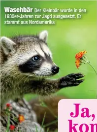  ?? ?? Waschbär
Der Kleinbär wurde in den 1930er-Jahren zur Jagd ausgesetzt. Er stammt aus Nordamerik­a