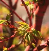  ??  ?? Unfurling leaves of ‘Winter Flame’, revealing their red-tinged outline against acid green.