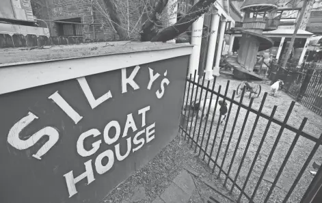  ?? PHOTOS BY JOE RONDONE/THE COMMERCIAL APPEAL ?? Zena and Angelina, the current famed goats of Silky O’sullivan’s on Beale Street, hang out in their pen on March 30. The 8-year-old goats are half Tennessee fainting goat and half boer goat.