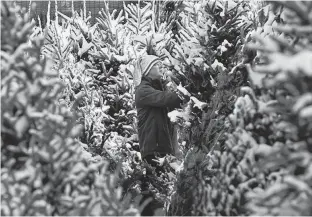  ?? GAVIN YOUNG/POSTMEDIA NEWS ?? Keith Young moves Christmas trees at a Calgary garden centre. There are indication­s that there will be a shortage of Christmas trees this year.