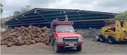  ??  ?? BENEFICIO. El sector palmiculto­r es uno de los grandes generadore­s de fuentes de trabajo en el sector agrícola.