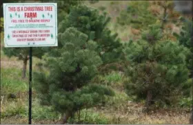  ?? ERIC BONZAR — THE MORNING JOURNAL ?? What started with seedlings planted on the family’s former dairy farmland has germinated into 16 acres of holiday trees on the DiVencenzo Family Tree Farm, 16101 S. Island Road, in Grafton.