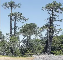  ??  ?? Giant monkey puzzles in their native Chile, above, and, right, one of those planted somewhere in Tay Forest Park.