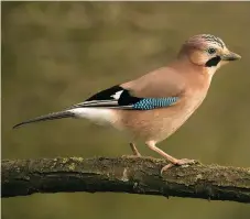  ??  ?? Jay remains on the list of bird species that, under the general licences, can be killed for alleged conservati­on purposes.