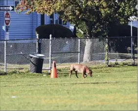  ?? Lori Van Buren / Times Union ?? Dogs are now banned from Foley Field in Hoffman Park after complaints that some pet owners aren’t cleaning up after them.