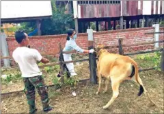  ?? AGRICULTUR­E DEPARTMENT ?? A vet vaccinates cattle in Stung Treng province’s Sesan district in February last year.