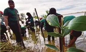  ?? (Foto BERNAMA) ?? Sebahagian peserta menanam anak pokok bakau di kawasan yang dikhaskan sempena pelancaran Inisiatif Pucuk Hijau UMW di Pantai Sri Tujoh, kelmarin.
