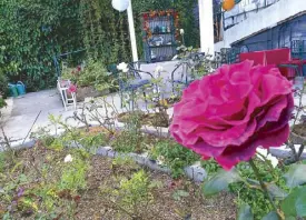  ??  ?? Life is a bed of roses: Mother’s Garden has rose gardens on its first and second terraces.
