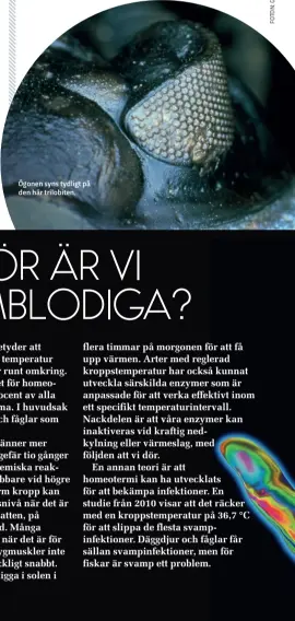  ??  ?? Ögonen syns tydligt på den här trilobiten.