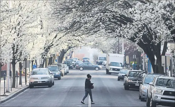  ?? BEN HASTY — READING EAGLE ?? A canopy of blooming trees covers North 10th Street in Reading in this file photo. The flowers may look pretty, but for some they signal the arrival of seasonal allergies.