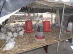  ?? ?? The thriving poultry project is reducing cases of gender-based violence in the area as women are now empowered