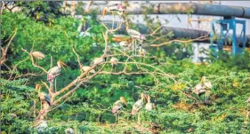  ??  ?? Painted storks nesting at the mini bird sanctuary in the ecological park developed in the premises of Mathura Refinery.