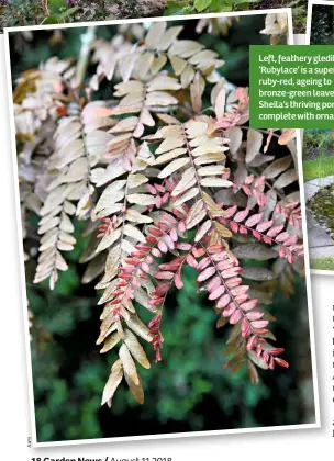  ??  ?? Left, feathery gleditsia ‘Rubylace’ is a superb ruby-red, ageing to bronze-green leaves. Right, Sheila’s thriving pond, complete with ornaments