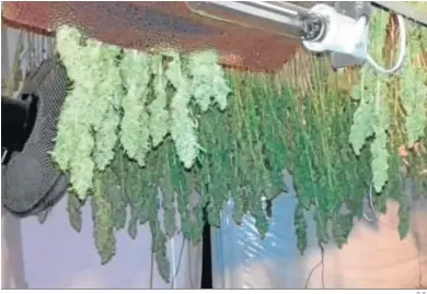  ?? D. S. ?? Laboratori­o y secadero de marihuana descubiert­o por la Policía en el interior de una vivienda.