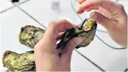  ?? Picture: AFP ?? CANARIES IN A SEA LINE: A research technician puts measuring electrodes on oysters in a CNRS laboratory near Bordeaux to allow for research on marine pollution