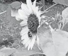  ?? ?? A bee settles on a sunflower in a yard in Westcheste­r County, N.Y.