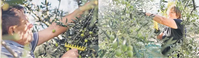  ?? — AFP photos ?? A combinatio­n photo shows west-Herzegovin­an farmers picks olives from a tree, near Ljubuski.