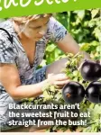  ??  ?? Blackcurra­nts aren’t the sweetest fruit to eat straight from the bush!