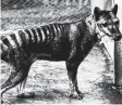  ??  ?? EXTINCT: A Tasmanian Tiger at Hobart Zoo around 1933.