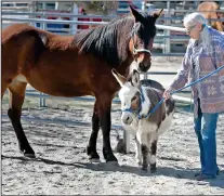  ?? Dan Watson/The Signal ?? Therapy horse Mariah and Sammy the miniature therapy donkey are led into the veteran therapy arena by Blue Star Ranch Executive Director Nancy Zhe at the new facility in Santa Clarita.