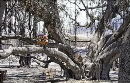  ?? RICK BOWMER/AP 2023 ?? A man sits on the Lahaina historic banyan tree damaged by a wildfire Aug. 11 in Lahaina, Hawaii. After the deadly fire, people focused on the green leaves sprouting from the scorched, 150-year-old tree as a symbol of hope. Arborists are also trying to save another set of trees, introduced to the island by Polynesian voyagers long ago.