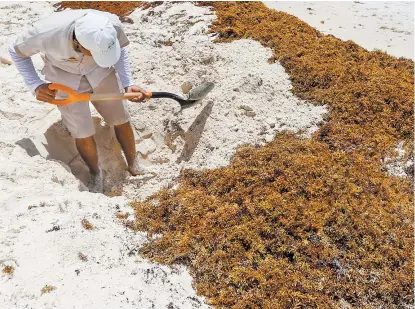  ??  ?? La macroalga retirada de la playa se puede reutilizar y producir harina, señalan especialis­tas.