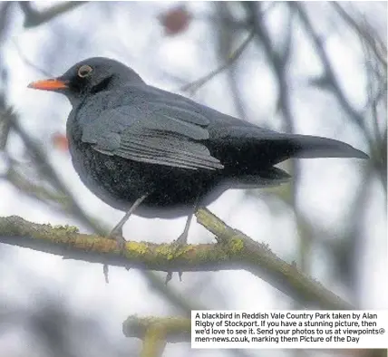  ??  ?? A blackbird in Reddish Vale Country Park taken by Alan Rigby of Stockport. If you have a stunning picture, then we’d love to see it. Send your photos to us at viewpoints@ men-news.co.uk, marking them Picture of the Day